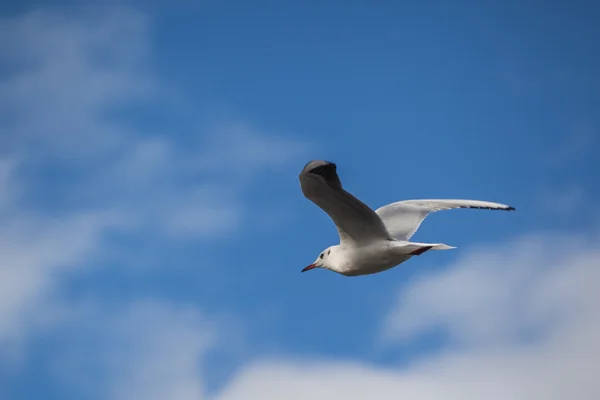 Flying seagull on the sky — Stock Photo, Image