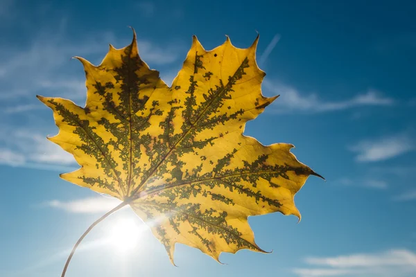 Feuille d'érable jaune — Photo