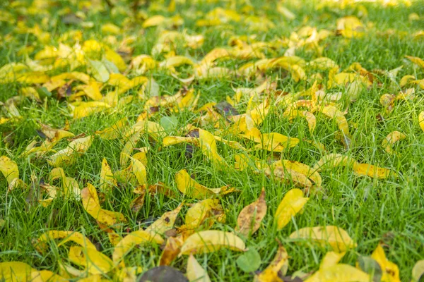 Gele bladeren in gras — Stockfoto