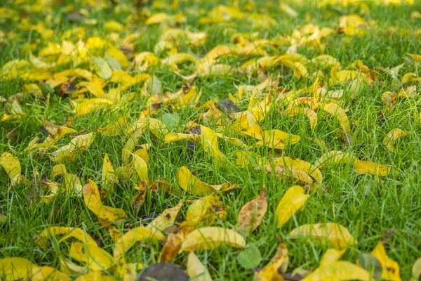 Gele bladeren in gras — Stockfoto