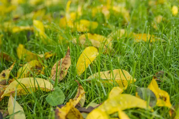 Gele bladeren in gras — Stockfoto