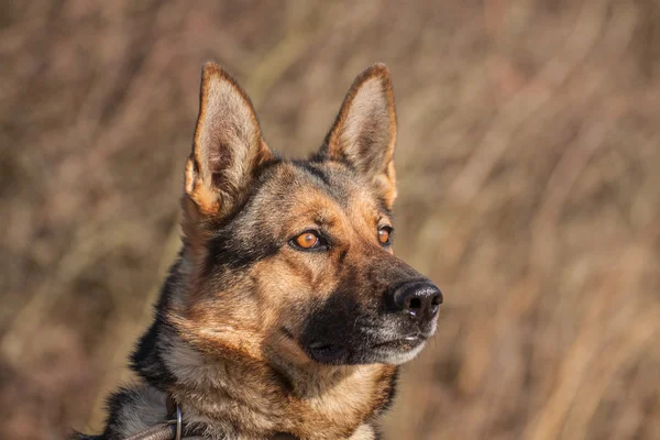 Pastor alemán perro — Foto de Stock