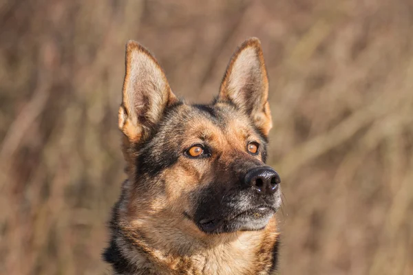 Deutscher Schäferhund — Stockfoto