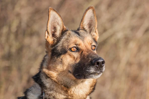 Cão pastor alemão — Fotografia de Stock