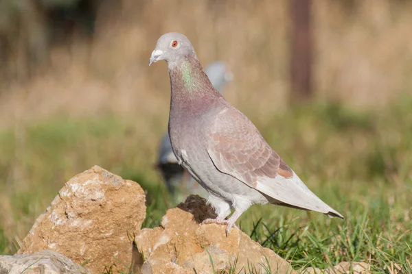 Pigon i porträtt — Stockfoto