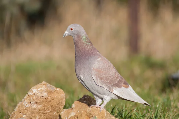 Pigon i porträtt — Stockfoto