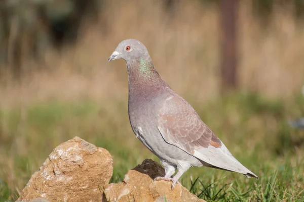 Pigon i porträtt — Stockfoto