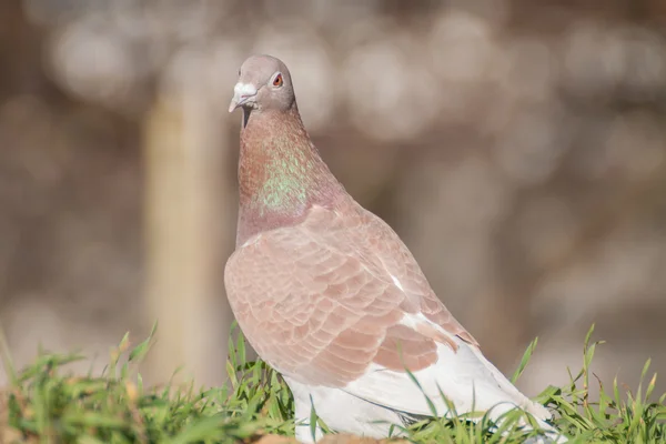 Pigon i porträtt — Stockfoto