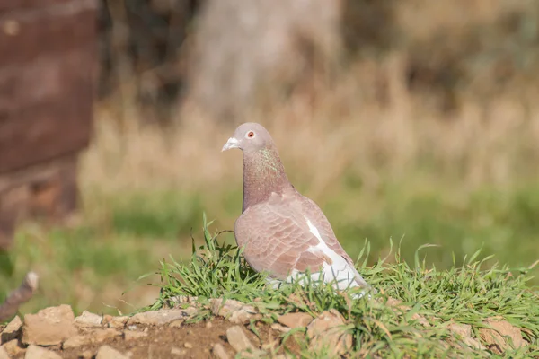 Pigon i porträtt — Stockfoto