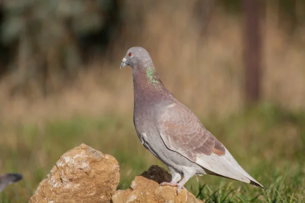 Pigon i porträtt — Stockfoto