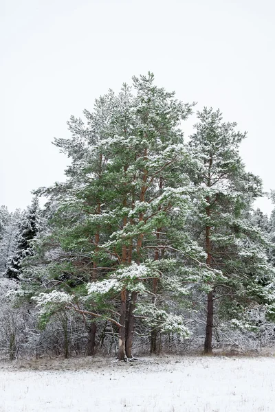 Wintry landscape in january