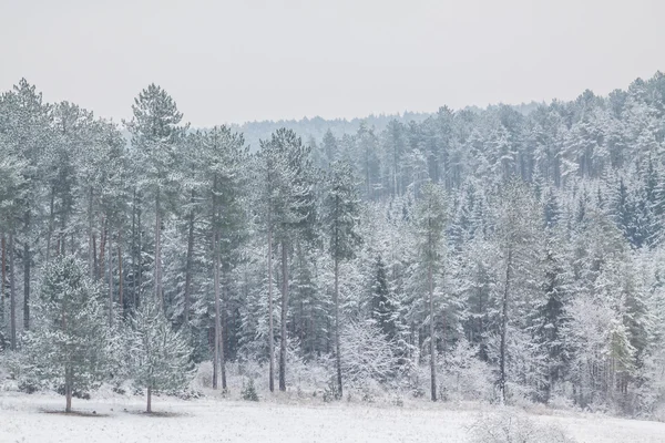 Winterse landschap in januari — Stockfoto