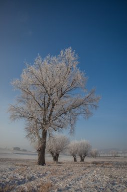 Ocak ayında kış manzara