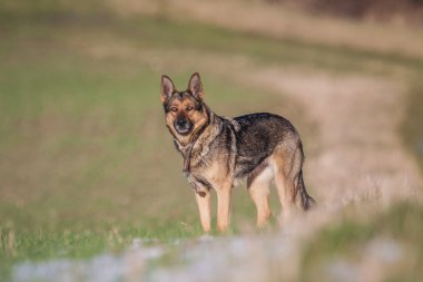 Alman çoban günlük iş başında