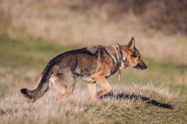 Alman çoban günlük iş başında