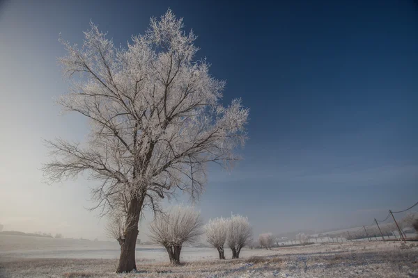 Wintry landscape in january