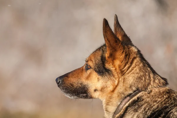 Duitse herder op de dagelijkse werkzaamheden — Stockfoto