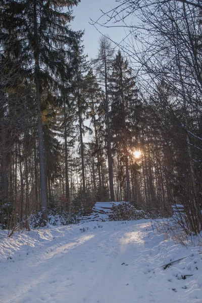 Chłodny lasu z składowania drewna — Zdjęcie stockowe