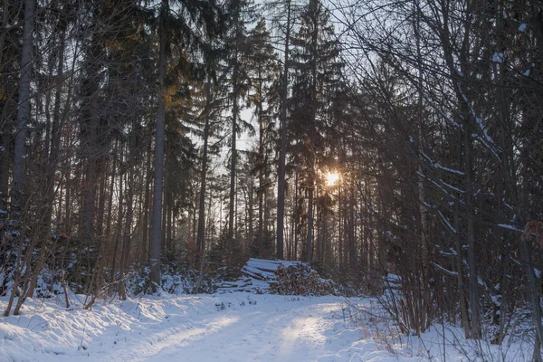 Winterlicher Wald mit Holzlagerung — Stockfoto