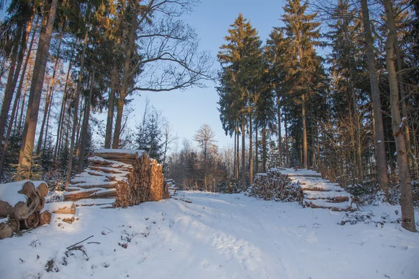 Зимний лес с хранилищем древесины — стоковое фото