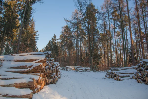 Bosque invernal con almacenamiento de madera —  Fotos de Stock