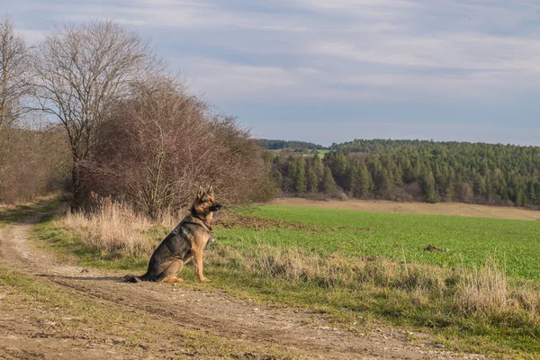 Landschaft im Frühling — Stockfoto