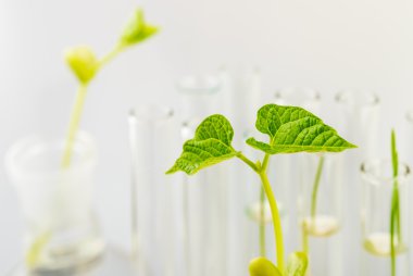 İşyeri Biyoteknolojik lahanası sınama laboratuvarı üzerinde.