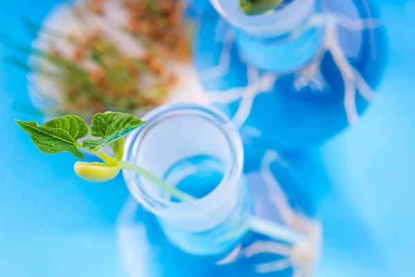 Sprouts of plant in glass test tubes. — Stock Photo, Image