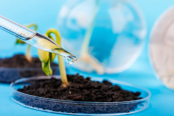 Posto di lavoro su laboratorio per prova biotecnologica di germogli . — Foto Stock