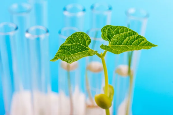 Local de trabalho em laboratório para ensaios biotecnológicos de rebentos . — Fotografia de Stock