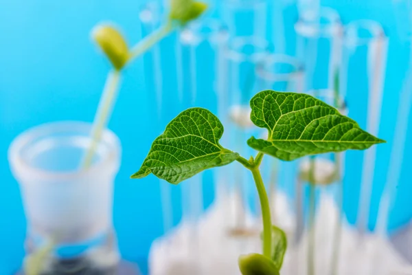 Pracy w laboratorium badań biotechnologicznych kapusty. — Zdjęcie stockowe