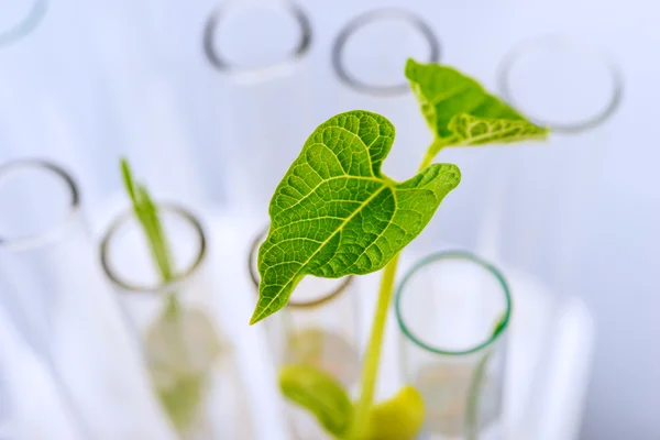 Mudas de plantas que crescem dentro dos tubos de ensaio . — Fotografia de Stock