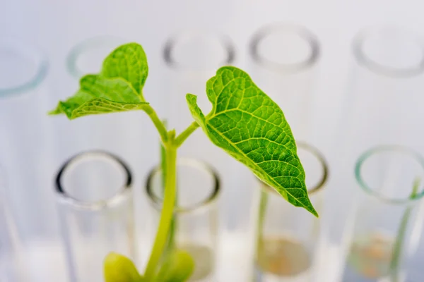 Mudas de plantas que crescem dentro dos tubos de ensaio . — Fotografia de Stock