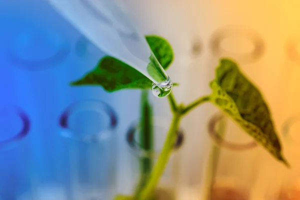 Plant seedlings growing inside of test tubes. — Stock Photo, Image