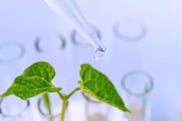 Mudas de plantas que crescem dentro dos tubos de ensaio . — Fotografia de Stock