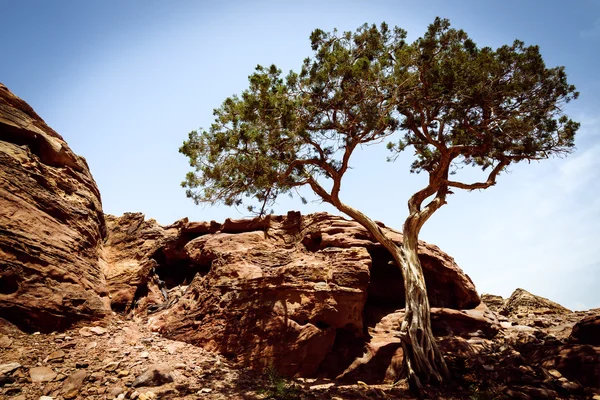 Sozinha árvore na cidade velha Petra — Fotografia de Stock