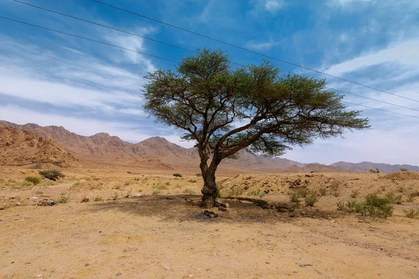 Wadi rum desert  landscape — Stock Photo, Image