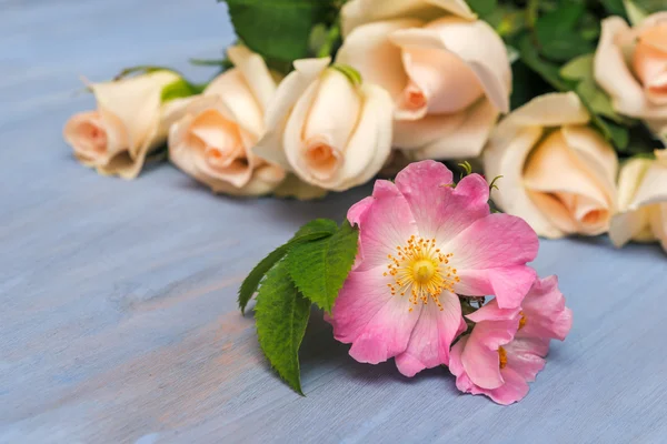 Рожеві троянди canina — стокове фото