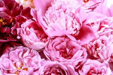 Şakayık buketi yakın plan, çiçek arkaplan konsepti