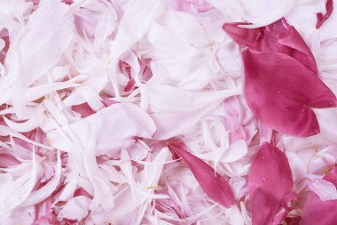 Yumuşak gül yaprakları arkaplanı 