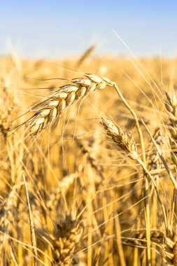 Mavi gökyüzüne karşı buğday tarlası