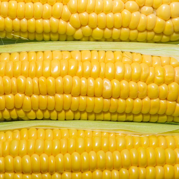 Textura de granos de maíz maduro . — Foto de Stock