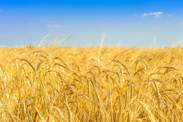 Goldener Weizen auf dem Feld mit blauem Himmel — Stockfoto