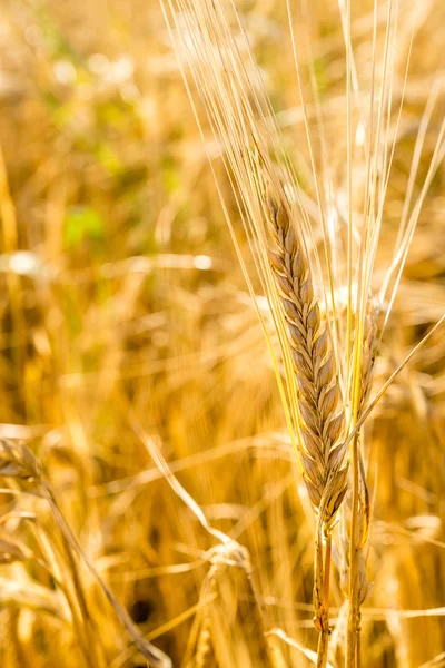 Punte dorate di grano sul campo — Foto Stock
