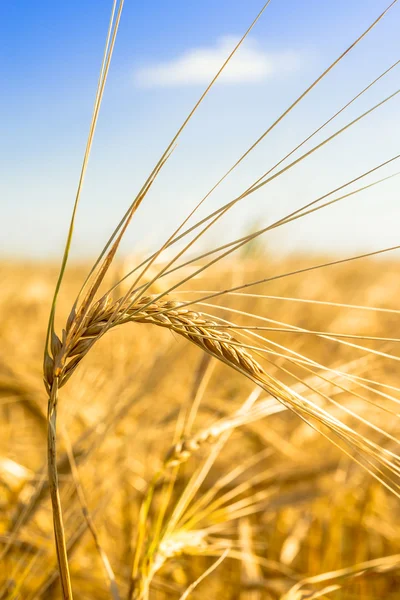 Gouden spikes van tarwe op het veld — Stockfoto