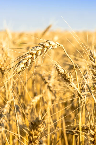 Weizenfeld vor blauem Himmel — Stockfoto