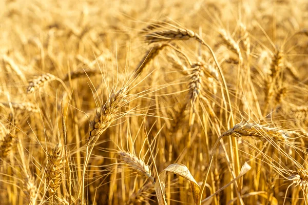 Hintergrund des goldenen Weizenfeldes. — Stockfoto