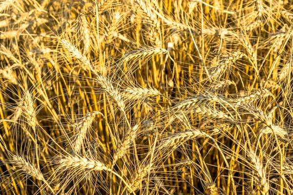 Punte dorate di grano sul campo — Foto Stock