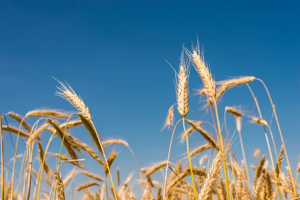 Orecchie di grano in campo — Foto Stock