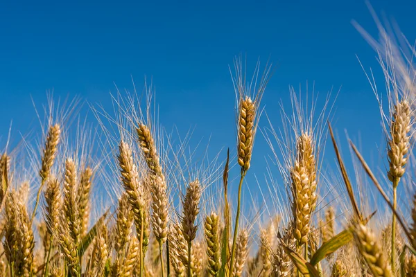 Oren van tarwe op het veld — Stockfoto